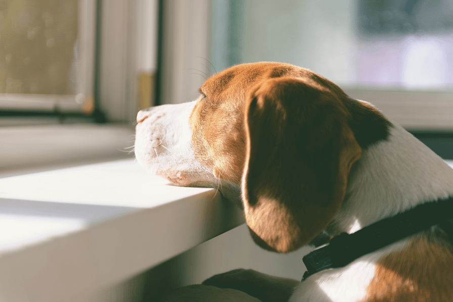 窓から眺める犬