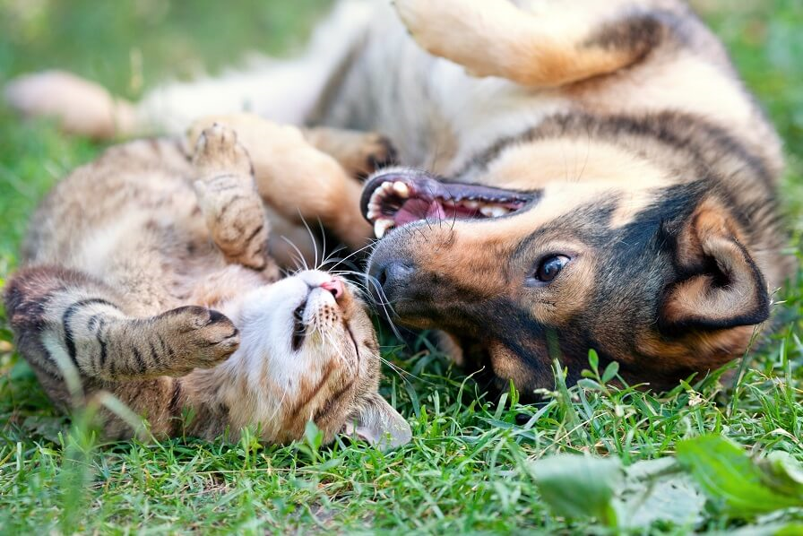 遊んでいる猫と犬