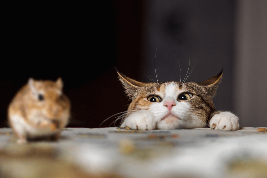 ハムスターを見つめる猫