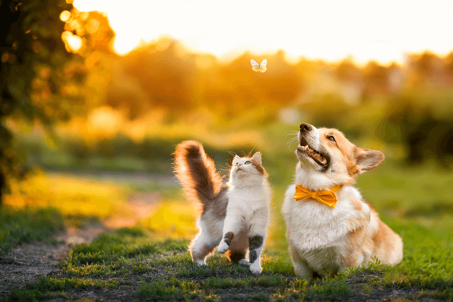 遊んでいる猫と犬